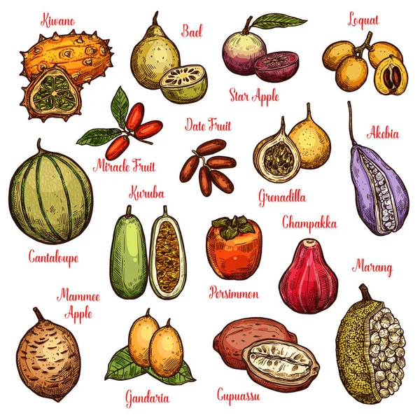 Frutta esotica e bacche tropicali — Vettoriale Stock