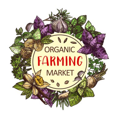 Vektör çizimi poster organik baharat ve otlar