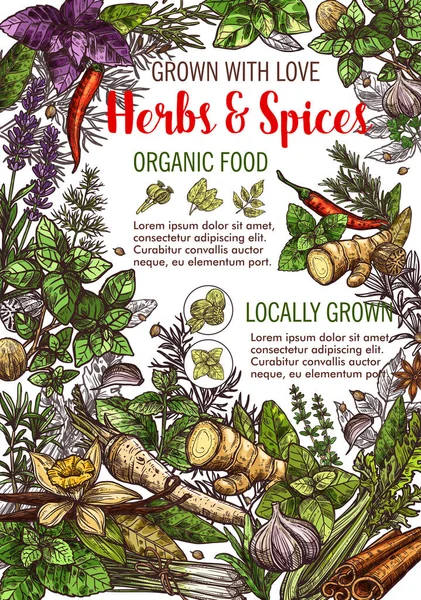 Croquis vectoriel affiche des épices et des herbes alimentaires — Image vectorielle