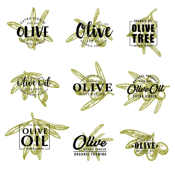 橄榄油和农场橄榄矢量素描刻字 — 图库矢量图片