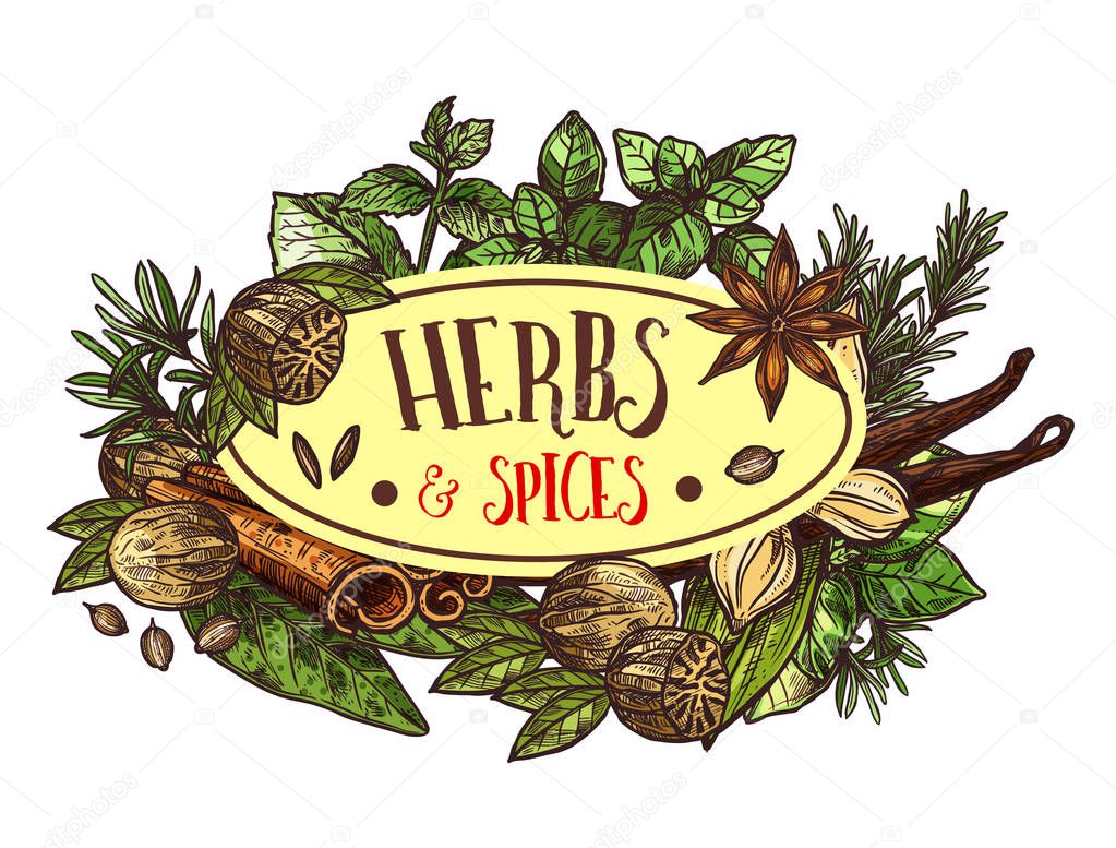 Herbs and spices symbol for seasoning or condiments. Rosemary and thyme, basil and mint, sage and bay leaf, nut and oregano, seeds and cinnamon sticks. Fragrant plants for cooking vector isolated