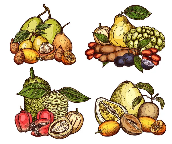 Colheita de frutos tropicais exóticos vetores — Vetor de Stock