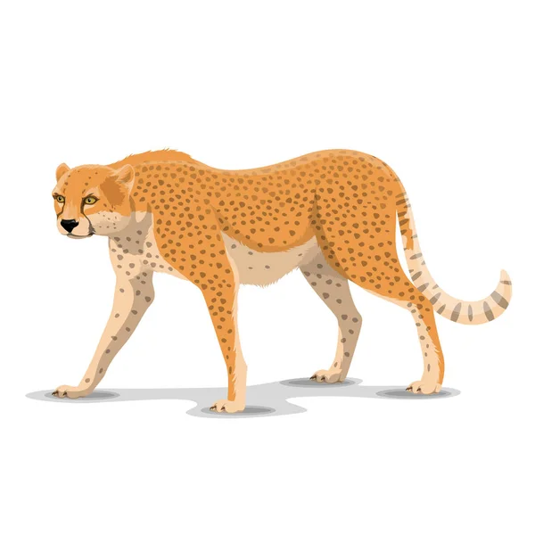 Dessin animé guépard animal sauvage, vecteur — Image vectorielle