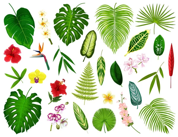 Tropische exotische planten en bloemen blad, vector — Stockvector