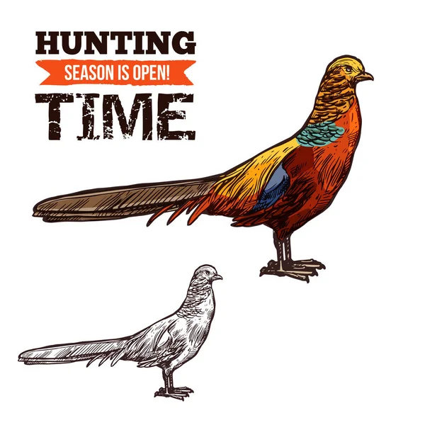 Pheasant wild bird, vector sketch
