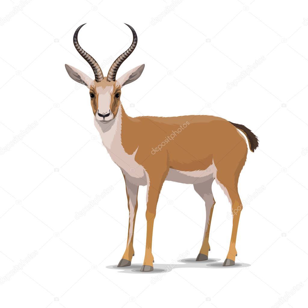 Cartoon goitered gazelle animal, vector