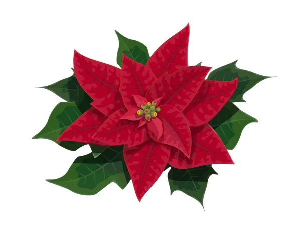 Poinsettia flower of Christmas holidays — Stock Vector