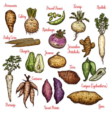 Exotic vegetables, beans and tubers sketches clipart