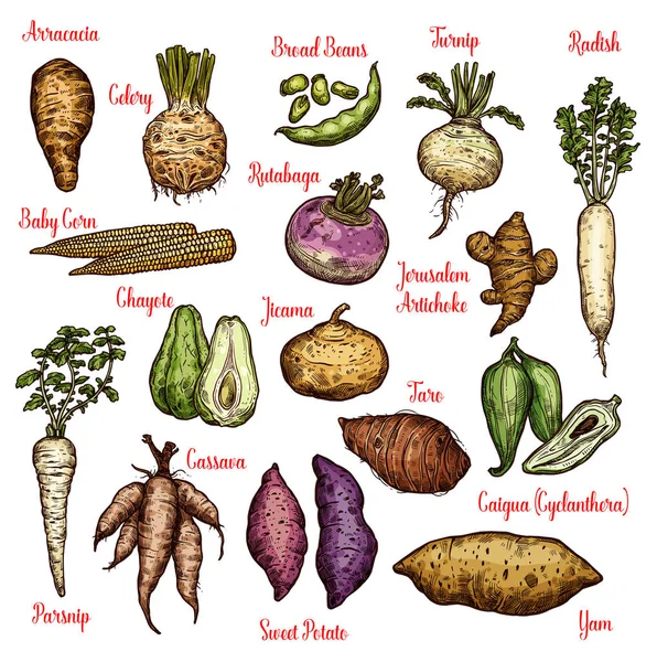 エキゾチックな野菜、豆、芋のスケッチ — ストックベクタ