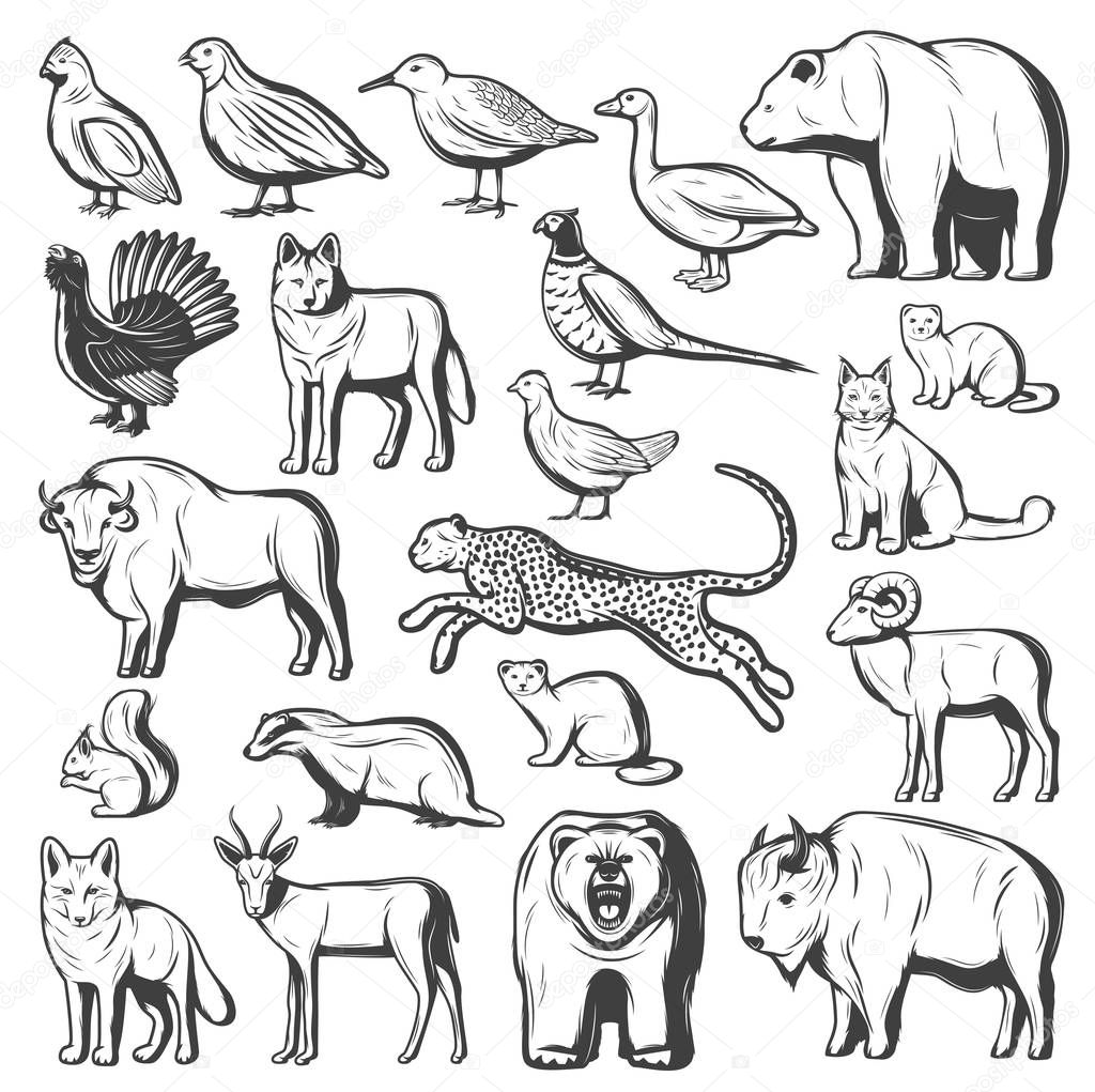 Wild animals and birds, hunting sport. Vector monochrome bear, wolf and cheetah, buffalo, lynx and bison, pheasant, quail and goose, gazelle, grizzly and fox, squirrel, mink and sable