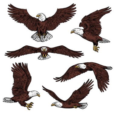 Bald eagle predatory birds vector sketch clipart