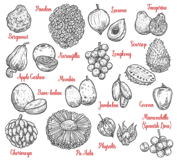 Exotische vruchten en tropische bessen — Stockvector