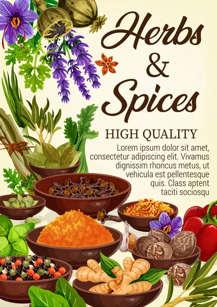 Spices, culinary herbs, condiments and seasonings — Stock Vector