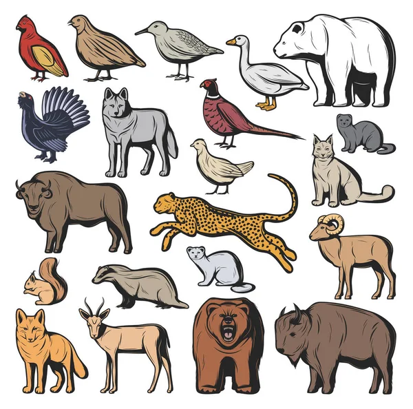 Bosque y safari animales, deporte de caza — Vector de stock