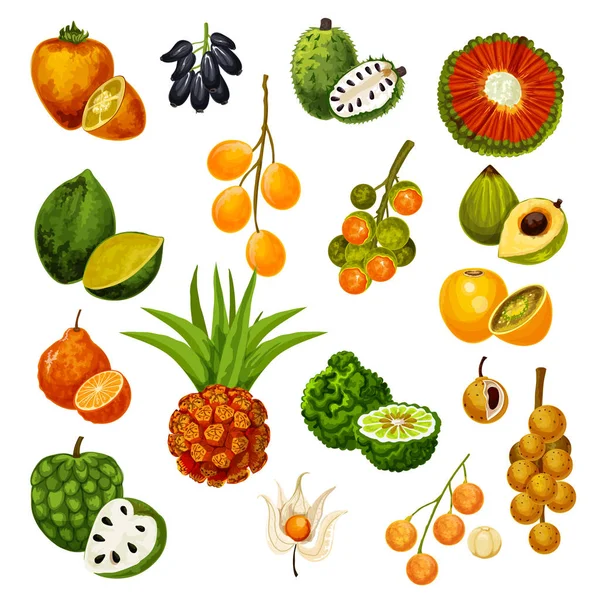 Exotic tropical fruits, vector icons — Stock Vector