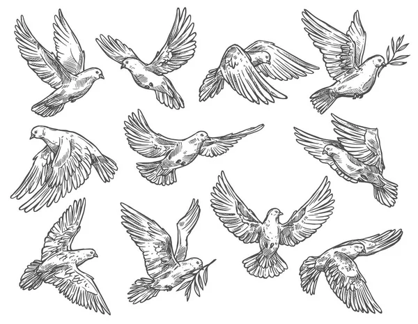 Pigeon volant avec branche d'olivier, croquis vectoriel — Image vectorielle