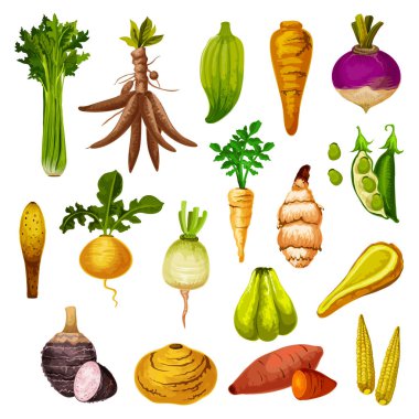 Exotic root vegetables and veggies, vector clipart