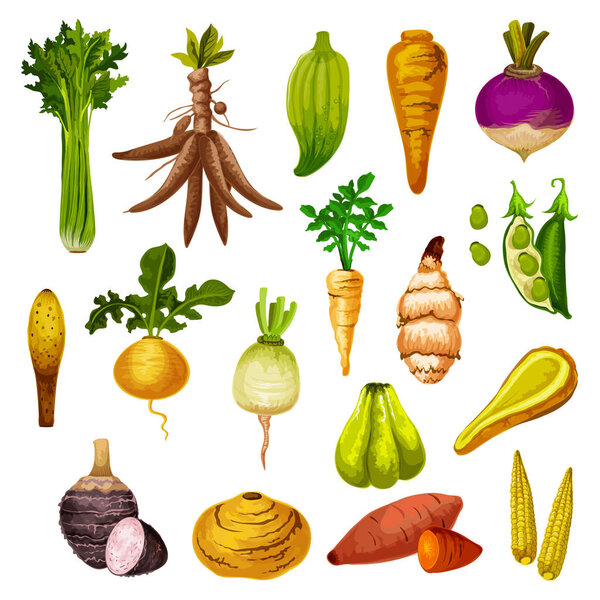 Exotic root vegetables and veggies, vector