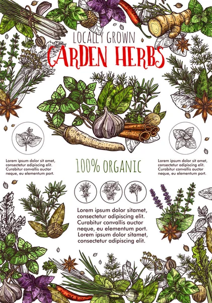 Ogród zioła lub przyprawy szkic plakat z przyprawa — Wektor stockowy