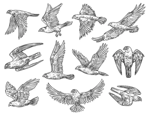 Bocetos de aves rapaces. Águila, halcón y halcón — Archivo Imágenes Vectoriales