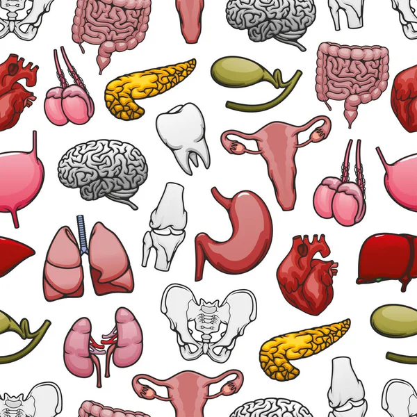 Órgãos humanos padrão médico com ossos e articulações —  Vetores de Stock