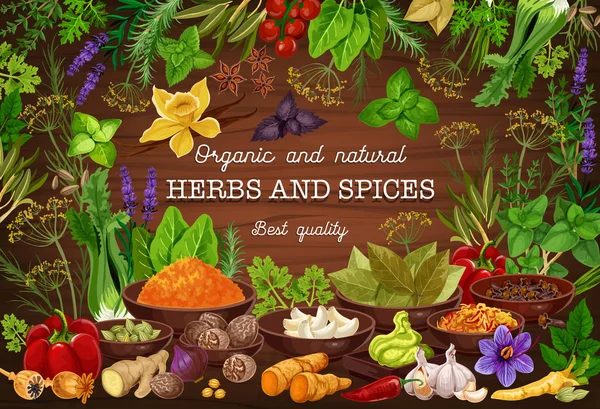 Fűszerek, fűszernövények, növényi ízesítők főzés — Stock Vector