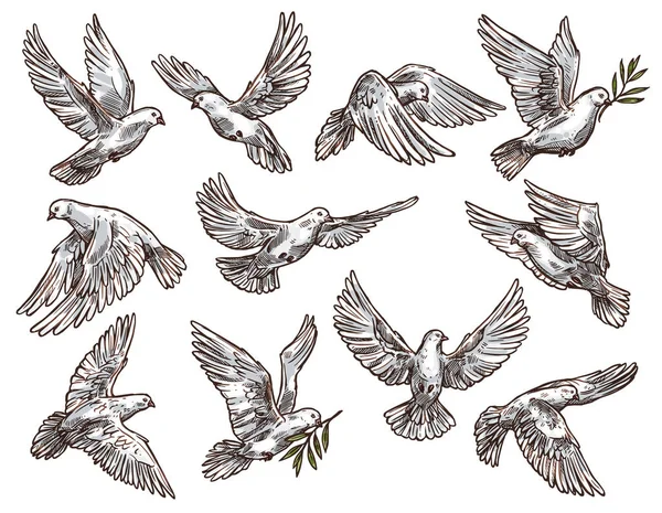 Tourterelle blanche avec branche d'olivier, pigeons volants — Image vectorielle