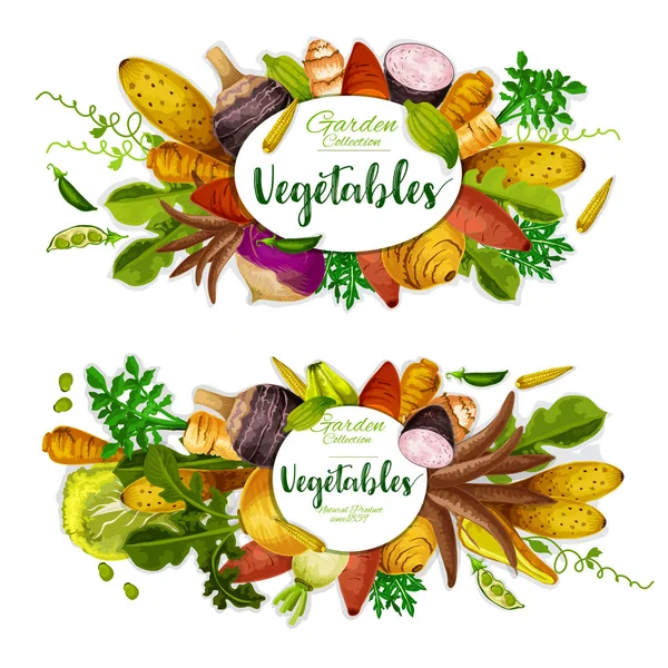 Εξωτικά λαχανικά, πράσινα χορταρικά και φασόλια — Διανυσματικό Αρχείο