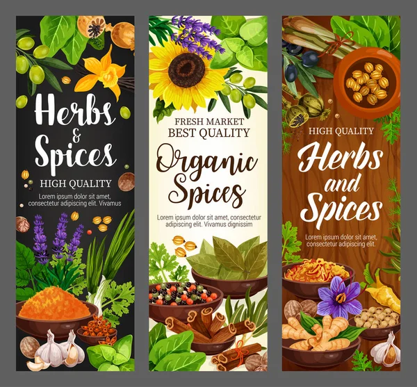 Spices, culinary herbs, cooking herbal seasonings — Stock Vector