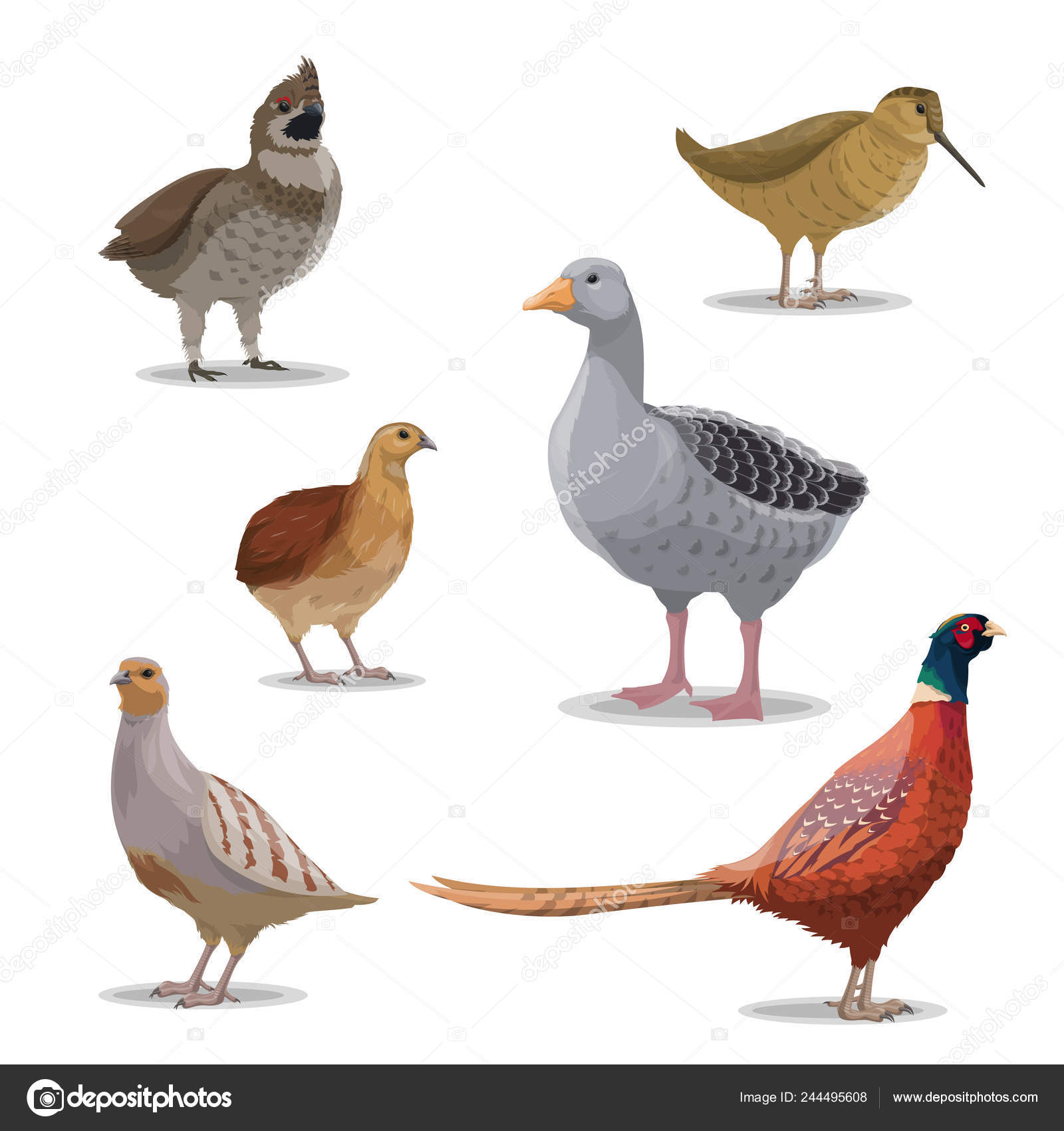 Espèces Oiseaux Chasse Saison Vecteur Isolés Volaille Oie