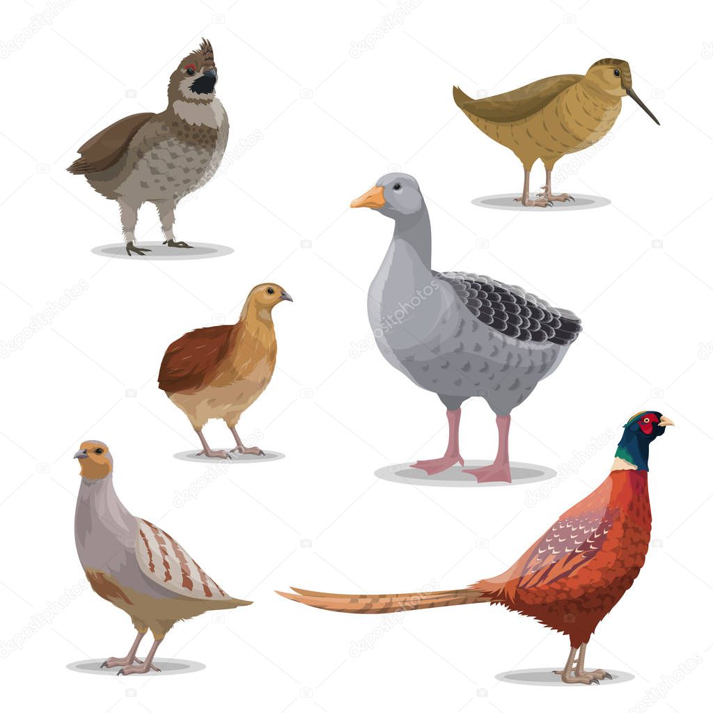 Birds species, hunting season, poultry isolated vector. Goose and grouse, woodcock and pheasant, quail and partridge. Forest winged and feathered animals with bright plumage, realistic wildfowl