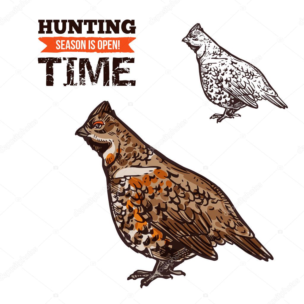 Hunting bird hazel grouse vector sketch