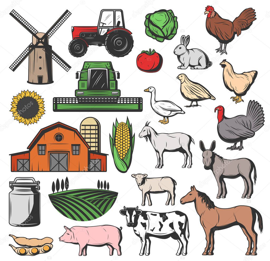 Cattle farm animals and agriculture harvesting