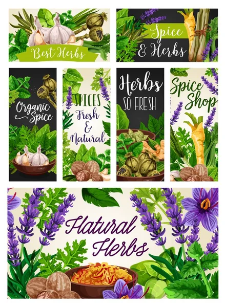 Spices and herbs, cooking seasonings, condiments — Stock Vector