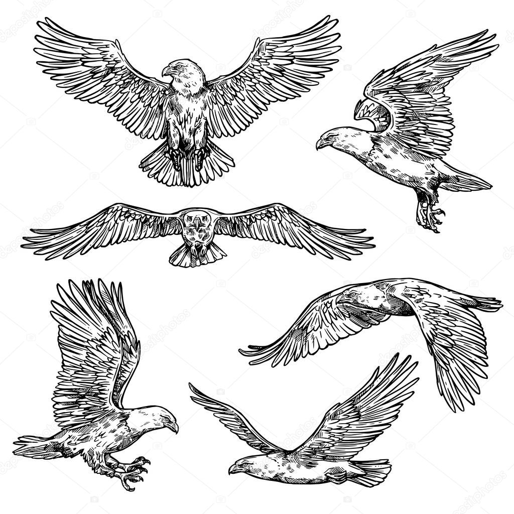 Hawk or eagle sketch, flying falcon