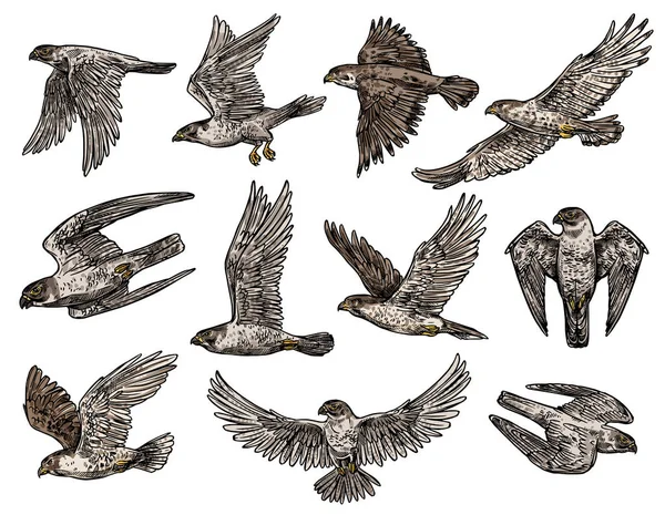 Πουλί γεράκι και αετός, απομονωμένες falcon και γυπαετός — Διανυσματικό Αρχείο