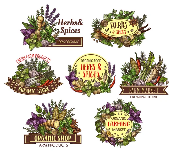 Especias y hierbas bocetos de condimentos de cocina — Vector de stock
