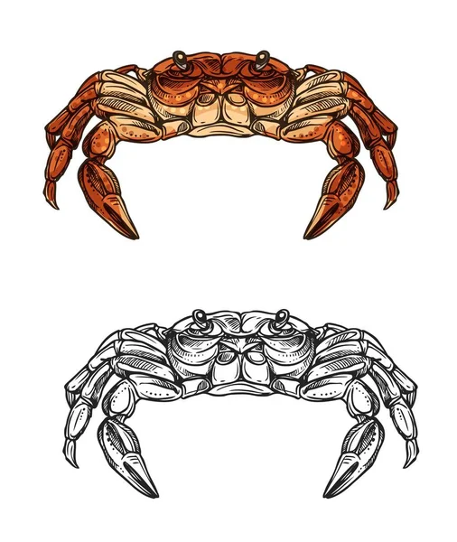 Esboço de caranguejo de animal marinho, crustáceo. Frutos do mar — Vetor de Stock