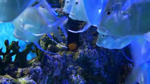 Mundo Submarino Chromis Viridis Escuela Peces Arrecifes Coral Duro Pectinia — Vídeo de stock