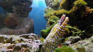Moray eels or Muraenidae on seabed video. Footage of cave, wildlife marine creature in sea waters. Coral reefs and sea bottom, aquarium and yellowmouth. Scuba diving and snorkeling, spotted fish