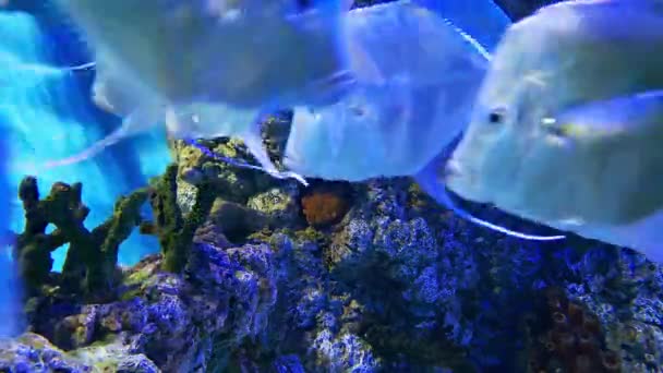 School Van Vis Koraalriffen Onderwater Video Zwemmen Chromis Viridis Exotische — Stockvideo