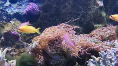 Yumuşak ve sert mercanlar, Bali, Endonezya derin sualtı dünyası. Amphiprion perideraion ve mercan resifleri, egzotik balık. Dalış ve şnorkelli yüzme, derin mavi sular peyzaj. Okyanus hayvanları hayatı hakkında video