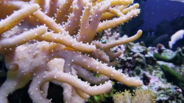 Lobophytum sp. ve amphiprion perideraion, akvaryumda deniz manzarası, mercan resifleri, yosun ve zoanthus sp ile deniz tabanı... Yüzme balık ve deniz canlıları, sualtı fauna habitatları, dalış görüntüleri