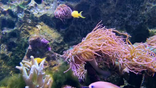 在珊瑚礁和海藻视频中 有目海葵鱼在水下游动 在软珊瑚和硬珊瑚 海洋水族馆 深海或海水上的金银花和异国情调的金银花 — 图库视频影像