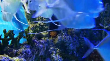 Balık ve mercan resifi, sualtı video Okulu. Yüzme papaz balığı egzotik balık ve mercanlar viridis. Deniz yaban hayatı ve su dünyası, akvaryum türleri ve pectinia Paeonia, Chrysiptera Cyanea, Sealife