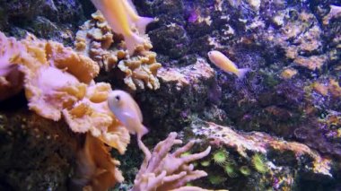 Amphiprion perideraion ve lobophytum sp. veya taç deri mercan, sualtı resifleri ve akvaryumda yüzen balık görüntüleri. Zoanthus sp. deniz tabanında yumuşak mercanlar ve deniz yosunları, montipora oğlak