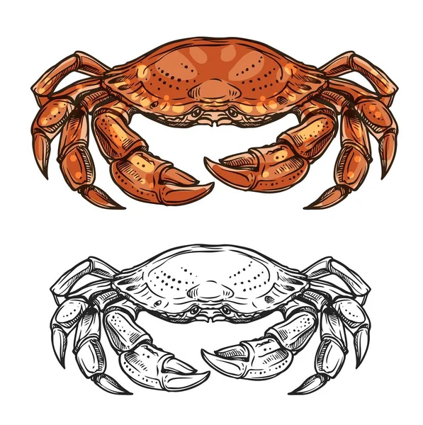 Crab animal sketch of sea shellfish or crustacean — Stock Vector