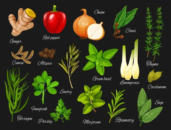 Especias y hierbas verdes. Sazonadores naturales de alimentos — Vector de stock