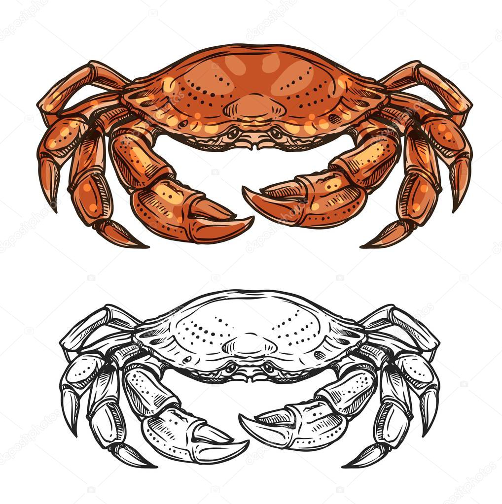 Crab animal sketch of sea shellfish or crustacean
