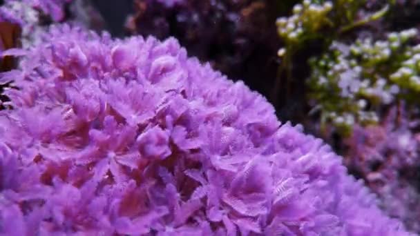 Corail Doux Rouge Rubis Pulsant Xénie Rose Violet Aquarium Eau — Video